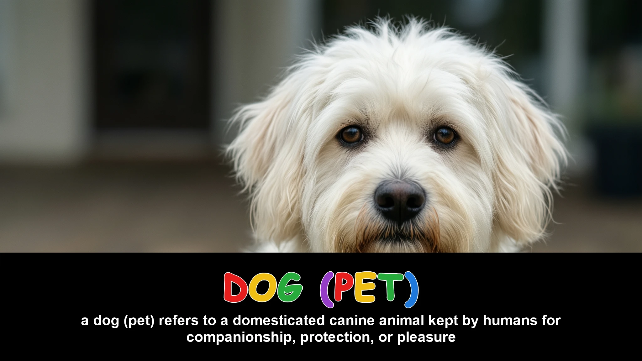 English Illustration for dog (pet)
